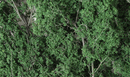 DARK GREEN FINE LEAF FOLIAGE