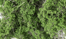MEDIUM GREEN FINE LEAF FOLIAGE