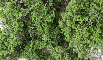 MEDIUM GREEN FINE LEAF FOLIAGE