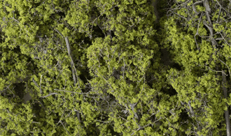 LIGHT GREEN FINE LEAF FOLIAGE
