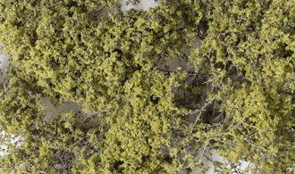 OLIVE GREEN FINE LEAF FOLIAGE