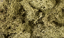 SPRING GREEN LICHEN