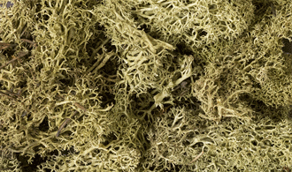 SPRING GREEN LICHEN