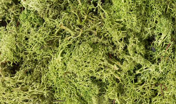 LIGHT GREEN LICHEN