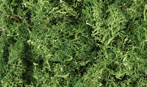 MEDIUM GREEN LICHEN