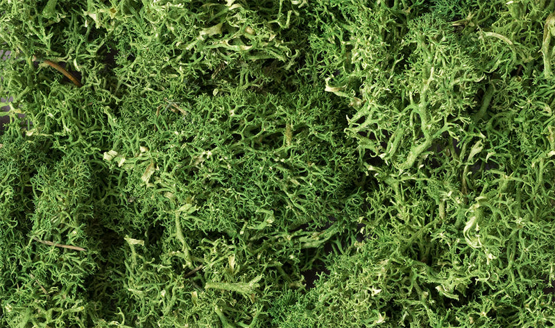 MEDIUM GREEN LICHEN
