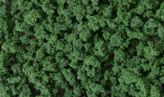 DARK GREEN BUSHES