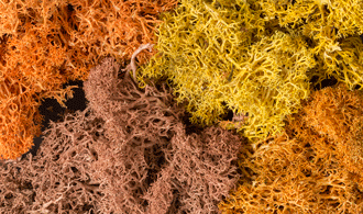AUTUMN MIX LICHEN