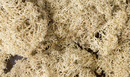 NATURAL LICHEN