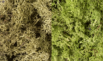 LIGHT GREEN MIX LICHEN