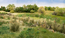 NATURAL STRAW FIELD GRASS