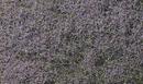 PURPLE FLOWERING FOLIAGE