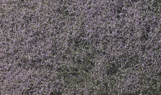 PURPLE FLOWERING FOLIAGE