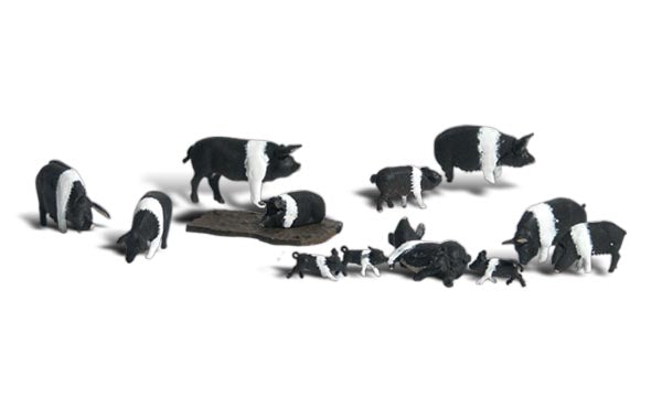 HO HAMPSHIRE PIGS
