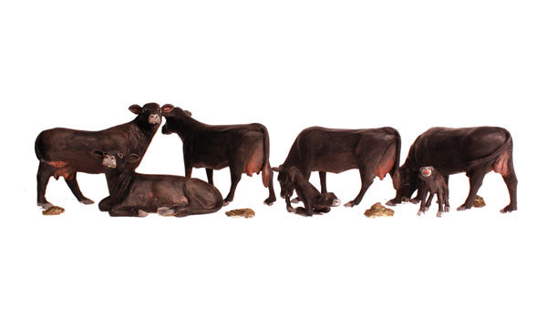 HO BLACK ANGUS COWS