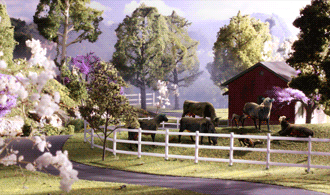 HO BLACK ANGUS COWS