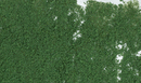 DARK GREEN FOLIAGE